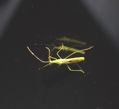 Leptocorisa chinensis