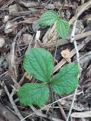 Dioscorea dregeana
