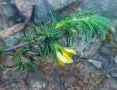 Aspalathus opaca opaca