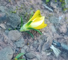 Aspalathus opaca opaca