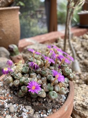Conophytum jucundum