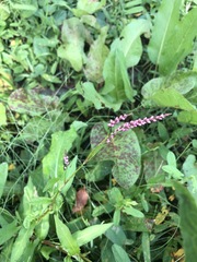 Persicaria longiseta