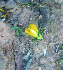 Aspalathus opaca opaca