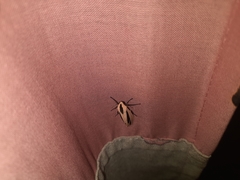Creatonotos interrupta