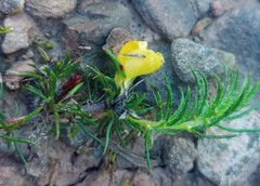 Aspalathus opaca opaca