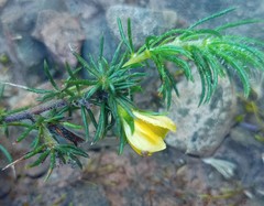 Aspalathus opaca opaca