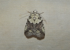 Blenina squamifera