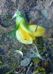 Aspalathus opaca opaca