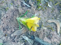 Aspalathus opaca opaca