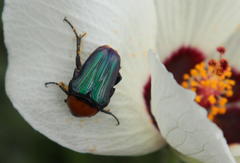 Leucocelis amethystina