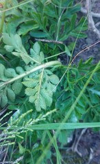 Lichtensteinia interrupta