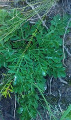 Lichtensteinia interrupta