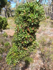 Hakea ruscifolia