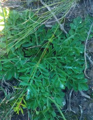 Lichtensteinia interrupta