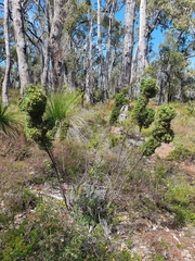 Hakea ruscifolia