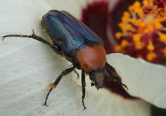 Leucocelis amethystina