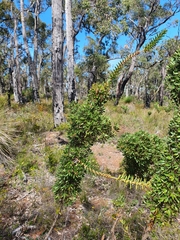 Hakea ruscifolia