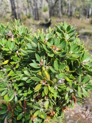 Hakea ruscifolia