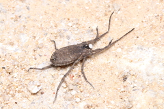 Trogulidae