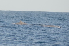 Berardius bairdii