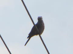 Coracias naevius mosambicus