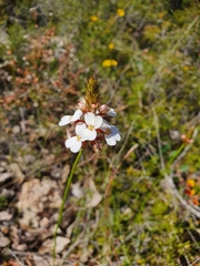 Stylidium junceum