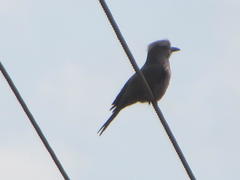 Coracias naevius mosambicus