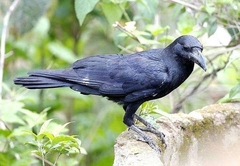 Corvus corone