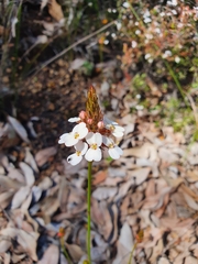 Stylidium junceum