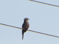 Coracias naevius mosambicus