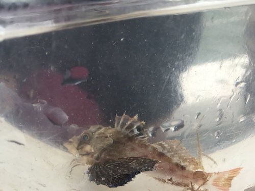 Prionotus rubio