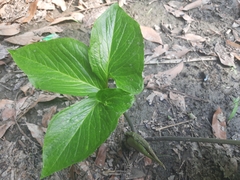 Typhonium trilobatum
