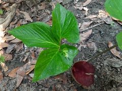 Typhonium trilobatum