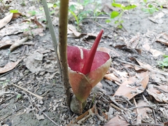 Typhonium trilobatum