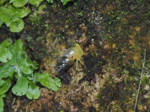 Spiked Awlsnail, 杭州市西湖区西溪谷, photo 7 of 10