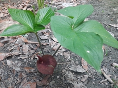 Typhonium trilobatum