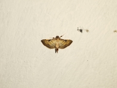 Marasmia