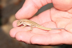 Podarcis erhardii riveti