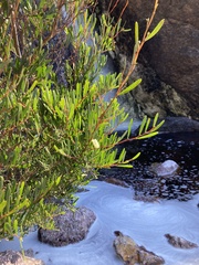 Acacia mucronata dependens