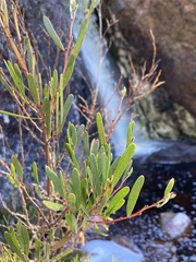 Acacia mucronata dependens