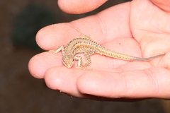 Podarcis erhardii riveti