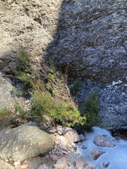 Acacia mucronata dependens