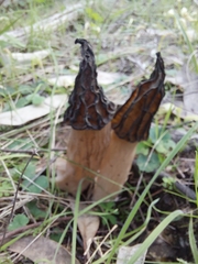 Morchella australiana