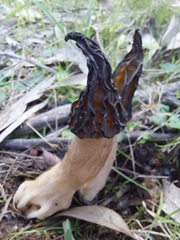 Morchella australiana