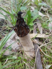 Morchella australiana
