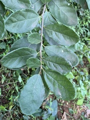 Cryptocarya latifolia