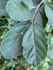 Cryptocarya latifolia