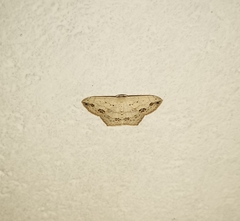 Scopula pulchellata agg