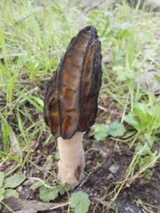 Morchella australiana