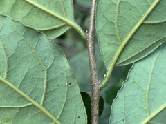 Cryptocarya latifolia